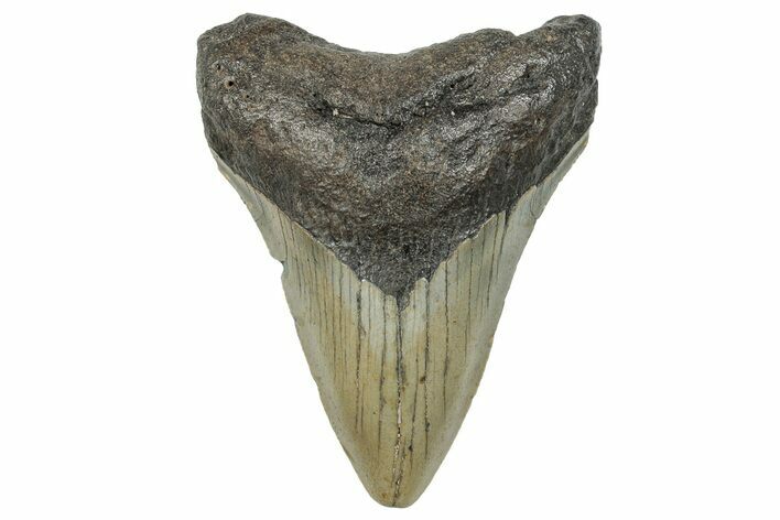 Serrated, Fossil Megalodon Tooth - North Carolina #272842